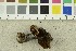  (Cortinarius elaphinicolor - O-F-254511)  @11 [ ] CreativeCommons - Attribution Non-Commercial Share-Alike (2018) Unspecified University of Oslo, Natural History Museum