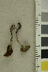  (Cortinarius violaceopapillatus - O-F-254607)  @11 [ ] CreativeCommons - Attribution Non-Commercial Share-Alike (2019) Unspecified University of Oslo, Natural History Museum