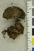  ( - O-F-255624)  @11 [ ] CreativeCommons - Attribution Non-Commercial Share-Alike (2019) Unspecified University of Oslo, Natural History Museum