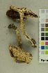  (Cortinarius largus - O-F-255678)  @11 [ ] CreativeCommons - Attribution Non-Commercial Share-Alike (2019) Unspecified University of Oslo, Natural History Museum