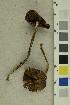  ( - O-F-255684)  @11 [ ] CreativeCommons - Attribution Non-Commercial Share-Alike (2019) Unspecified University of Oslo, Natural History Museum