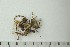  (Cortinarius scotoides - O-F-256691)  @11 [ ] CreativeCommons - Attribution Non-Commercial Share-Alike (2019) Unspecified University of Oslo, Natural History Museum