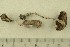  ( - O-F-256701)  @11 [ ] CreativeCommons - Attribution Non-Commercial Share-Alike (2019) Unspecified University of Oslo, Natural History Museum
