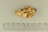  ( - O-F-258061)  @11 [ ] by-nc-sa (2021) Unspecified University of Oslo, Natural History Museum
