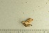  ( - O-F-258141)  @11 [ ] by-nc-sa (2021) Unspecified University of Oslo, Natural History Museum