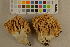  ( - O-F-260515)  @11 [ ] CreativeCommons - Attribution Non-Commercial Share-Alike (2017) Unspecified University of Oslo, Natural History Museum