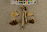  (Agrocybe rivulosa - O-F-260516)  @11 [ ] CreativeCommons - Attribution Non-Commercial Share-Alike (2017) Unspecified University of Oslo, Natural History Museum