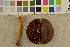  (Cortinarius ominosus - O-F-260541)  @11 [ ] CreativeCommons - Attribution Non-Commercial Share-Alike (2017) Unspecified University of Oslo, Natural History Museum
