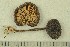  ( - O-F-281318)  @11 [ ] CreativeCommons - Attribution Non-Commercial Share-Alike (2019) Unspecified University of Oslo, Natural History Museum