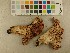  ( - O-F-284517)  @11 [ ] CreativeCommons - Attribution Non-Commercial Share-Alike (2019) Unspecified University of Oslo, Natural History Museum