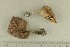  ( - O-F-285205)  @11 [ ] by-nc-sa (2021) Unspecified University of Oslo, Natural History Museum