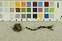  ( - O-F-288049)  @11 [ ] CreativeCommons - Attribution Non-Commercial Share-Alike (2017) Unspecified University of Oslo, Natural History Museum