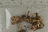  ( - O-F-289126)  @11 [ ] by-nc-sa (2021) Unspecified University of Oslo, Natural History Museum