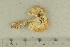  ( - O-F-291196)  @11 [ ] by-nc-sa (2021) Unspecified University of Oslo, Natural History Museum