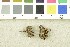  ( - O-F-291250)  @11 [ ] CreativeCommons - Attribution Non-Commercial Share-Alike (2017) Unspecified University of Oslo, Natural History Museum