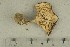  ( - O-F-291962)  @11 [ ] by-nc-sa (2021) Unspecified University of Oslo, Natural History Museum
