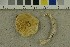  ( - O-F-293435)  @11 [ ] CreativeCommons - Attribution Non-Commercial Share-Alike (2017) Unspecified University of Oslo, Natural History Museum