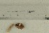  ( - O-F-294145)  @11 [ ] by-nc-sa (2021) Unspecified University of Oslo, Natural History Museum