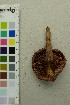  ( - O-F-295875)  @11 [ ] by-nc-sa (2025) Unspecified University of Oslo, Natural History Museum