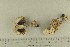  (Volvariella surrecta - O-F-297388)  @11 [ ] by-nc-sa (2021) Unspecified University of Oslo, Natural History Museum