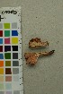  ( - O-F-297389)  @11 [ ] by-nc-sa (2025) Unspecified University of Oslo, Natural History Museum