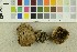  (Xerocomellus - O-F-300536)  @11 [ ] CreativeCommons - Attribution Non-Commercial Share-Alike (2018) Unspecified University of Oslo, Natural History Museum