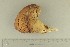  ( - O-F-300749)  @11 [ ] by-nc-sa (2021) Unspecified University of Oslo, Natural History Museum