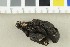  (Xylaria polymorpha - O-F-301293)  @11 [ ] CreativeCommons - Attribution Non-Commercial Share-Alike (2019) Unspecified University of Oslo, Natural History Museum