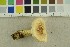  ( - O-F-301359)  @11 [ ] CreativeCommons - Attribution Non-Commercial Share-Alike (2018) Unspecified University of Oslo, Natural History Museum
