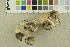  ( - O-F-301422)  @11 [ ] CreativeCommons - Attribution Non-Commercial Share-Alike (2018) Unspecified University of Oslo, Natural History Museum