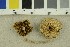  ( - O-F-301434)  @11 [ ] CreativeCommons - Attribution Non-Commercial Share-Alike (2018) Unspecified University of Oslo, Natural History Museum