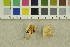  ( - O-F-301448)  @11 [ ] CreativeCommons - Attribution Non-Commercial Share-Alike (2018) Unspecified University of Oslo, Natural History Museum