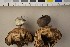  (Geastrum sp - O-F-301614)  @11 [ ] CreativeCommons - Attribution Non-Commercial Share-Alike (2016) Unspecified University of Oslo, Natural History Museum