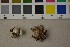 (Geastrum minimum - O-F-301649)  @11 [ ] CreativeCommons - Attribution Non-Commercial Share-Alike (2016) Unspecified University of Oslo, Natural History Museum