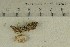  ( - O-F-301853)  @11 [ ] by-nc-sa (2021) Unspecified University of Oslo, Natural History Museum