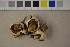  (Geastrum quadrifidum - O-F-302155)  @11 [ ] CreativeCommons - Attribution Non-Commercial Share-Alike (2016) Unspecified University of Oslo, Natural History Museum