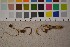  ( - O-F-302164)  @11 [ ] CreativeCommons - Attribution Non-Commercial Share-Alike (2016) Unspecified University of Oslo, Natural History Museum