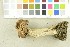  ( - O-F-302306)  @11 [ ] CreativeCommons - Attribution Non-Commercial Share-Alike (2017) Unspecified University of Oslo, Natural History Museum