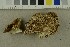  ( - O-F-302322)  @11 [ ] CreativeCommons - Attribution Non-Commercial Share-Alike (2017) Unspecified University of Oslo, Natural History Museum