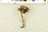  ( - O-F-302931)  @11 [ ] CreativeCommons - Attribution Non-Commercial Share-Alike (2017) Unspecified University of Oslo, Natural History Museum