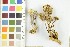  ( - O-F-303177)  @11 [ ] CreativeCommons - Attribution Non-Commercial Share-Alike (2017) Unspecified University of Oslo, Natural History Museum