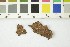  ( - O-F-303401)  @11 [ ] CreativeCommons - Attribution Non-Commercial Share-Alike (2017) Unspecified University of Oslo, Natural History Museum