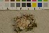  ( - O-F-303905)  @11 [ ] CreativeCommons - Attribution Non-Commercial Share-Alike (2016) Unspecified University of Oslo, Natural History Museum