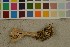  ( - O-F-303919)  @11 [ ] CreativeCommons - Attribution Non-Commercial Share-Alike (2016) Unspecified University of Oslo, Natural History Museum