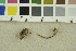  ( - O-F-304523)  @11 [ ] CreativeCommons - Attribution Non-Commercial Share-Alike (2018) Unspecified University of Oslo, Natural History Museum