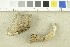  ( - O-F-304582)  @11 [ ] CreativeCommons - Attribution Non-Commercial Share-Alike (2017) Unspecified University of Oslo, Natural History Museum