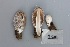  ( - O-F-304831)  @11 [ ] CreativeCommons - Attribution Non-Commercial Share-Alike (2017) Unspecified University of Oslo, Natural History Museum