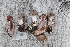  (Cortinarius hircinosmus - O-F-304864)  @11 [ ] CreativeCommons - Attribution Non-Commercial Share-Alike (2017) Unspecified University of Oslo, Natural History Museum