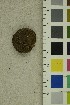  ( - O-F-304983)  @11 [ ] CreativeCommons - Attribution Non-Commercial Share-Alike (2018) Unspecified University of Oslo, Natural History Museum