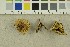  ( - O-F-305010)  @11 [ ] CreativeCommons - Attribution Non-Commercial Share-Alike (2018) Unspecified University of Oslo, Natural History Museum